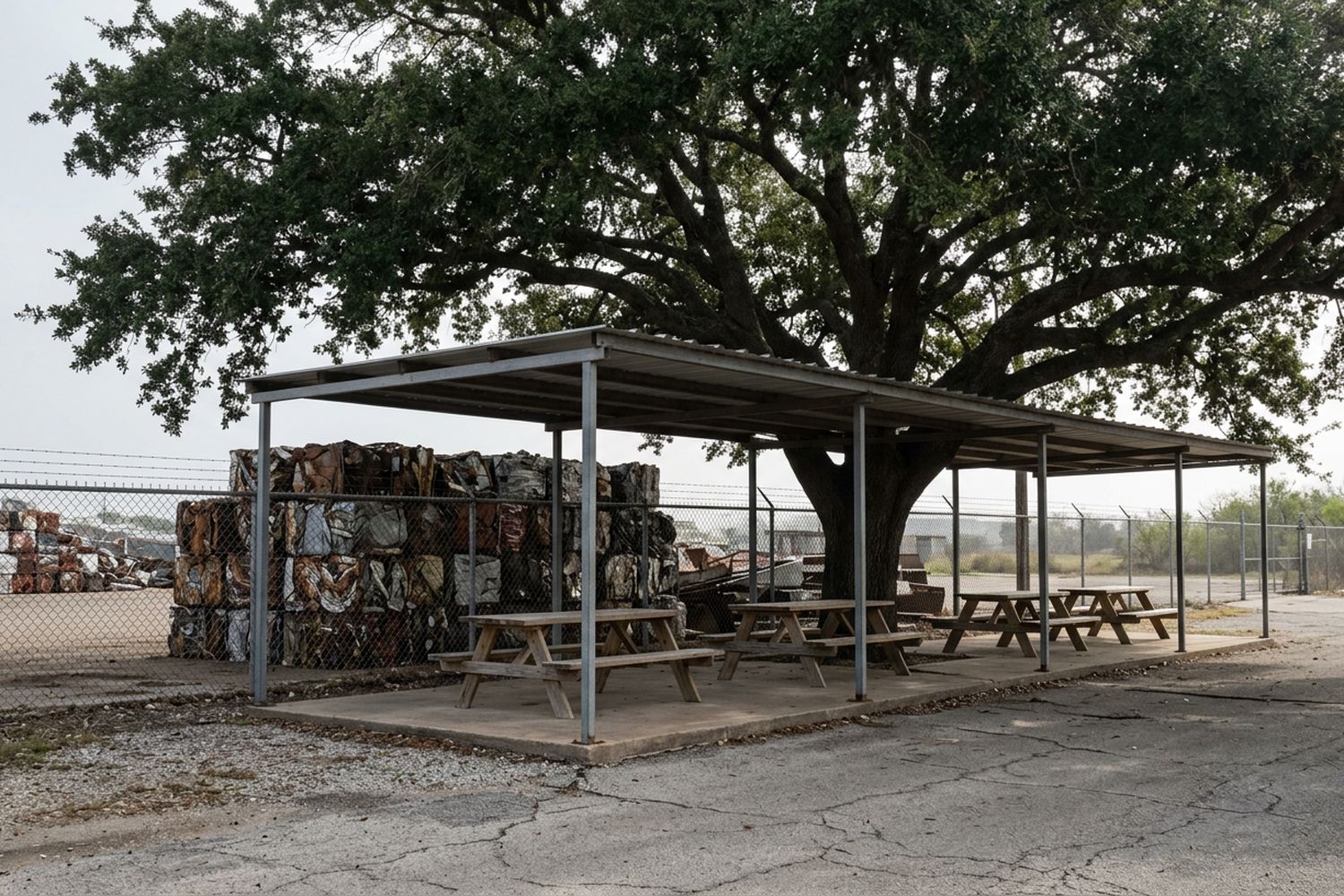 An open sided roofed structure with picnic tables on a concrete slab under a large live oak, a chain link fence behind it with stacked baled metal visible beyond, bright hazy light, nobody present